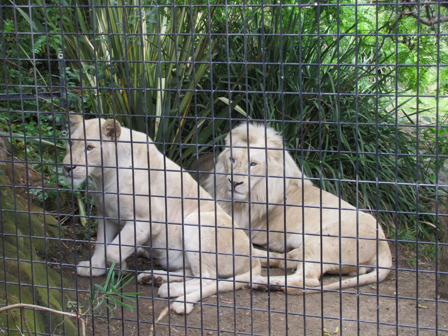 White Lions (2011)