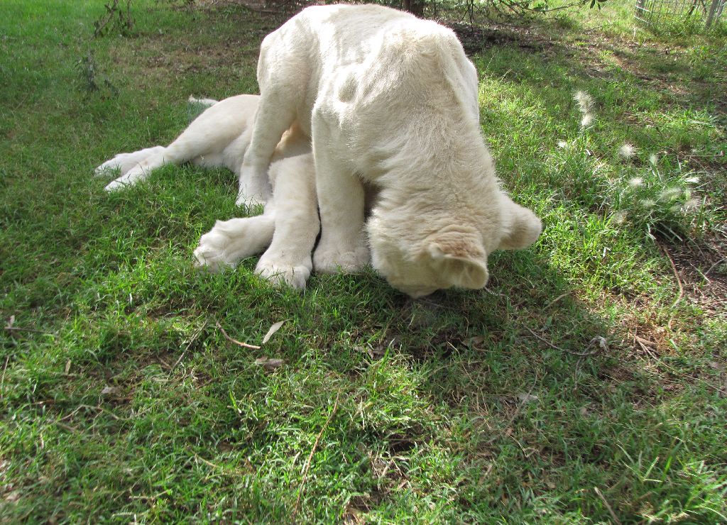 White Lions - April 2010