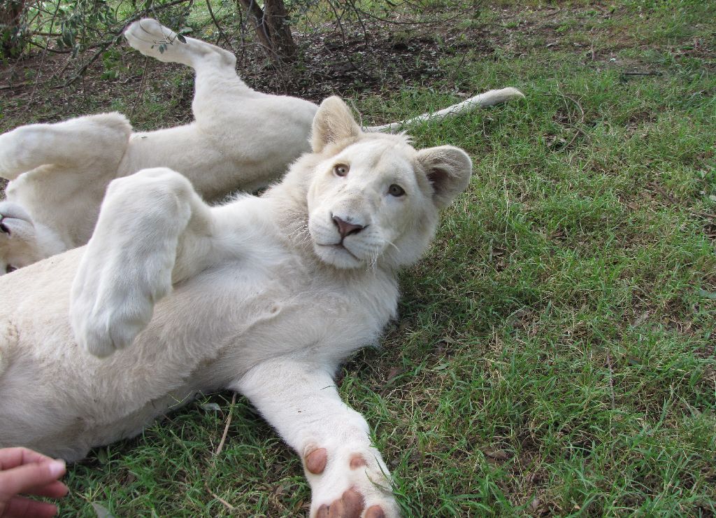 White Lions - April 2010