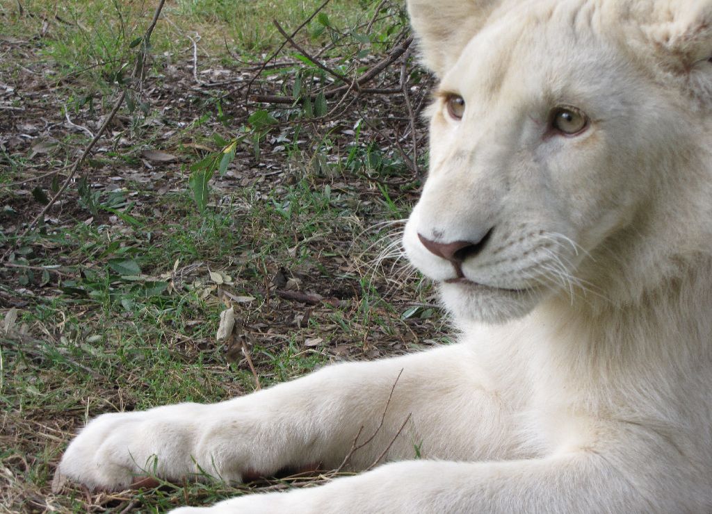 White Lions - April 2010