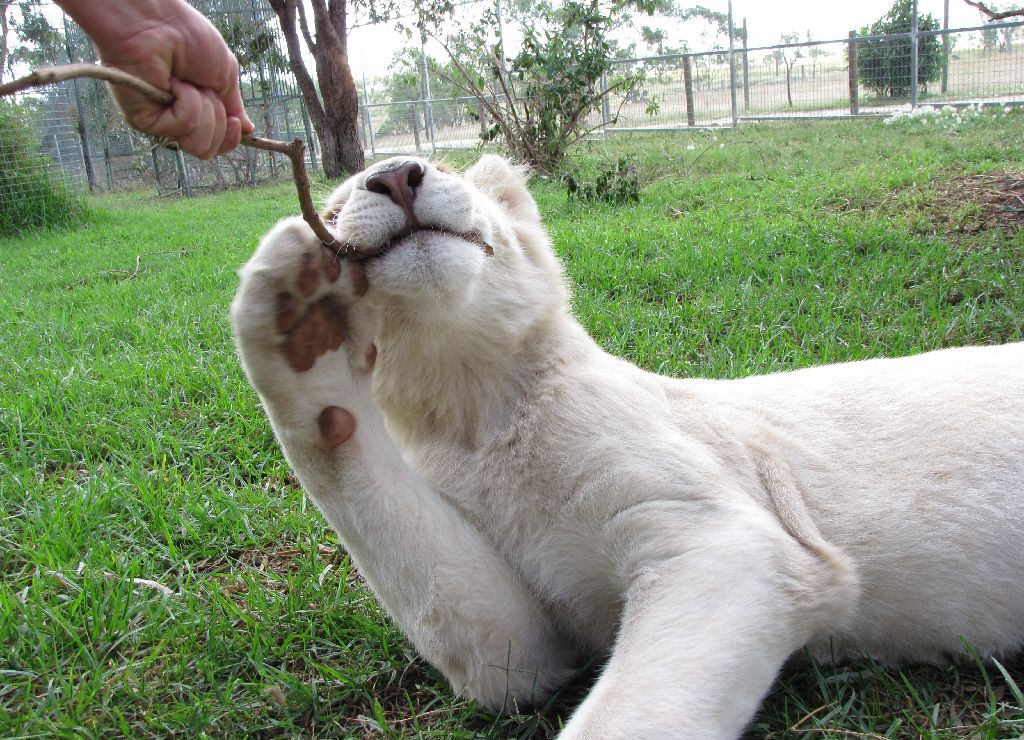 White Lions - April 2010