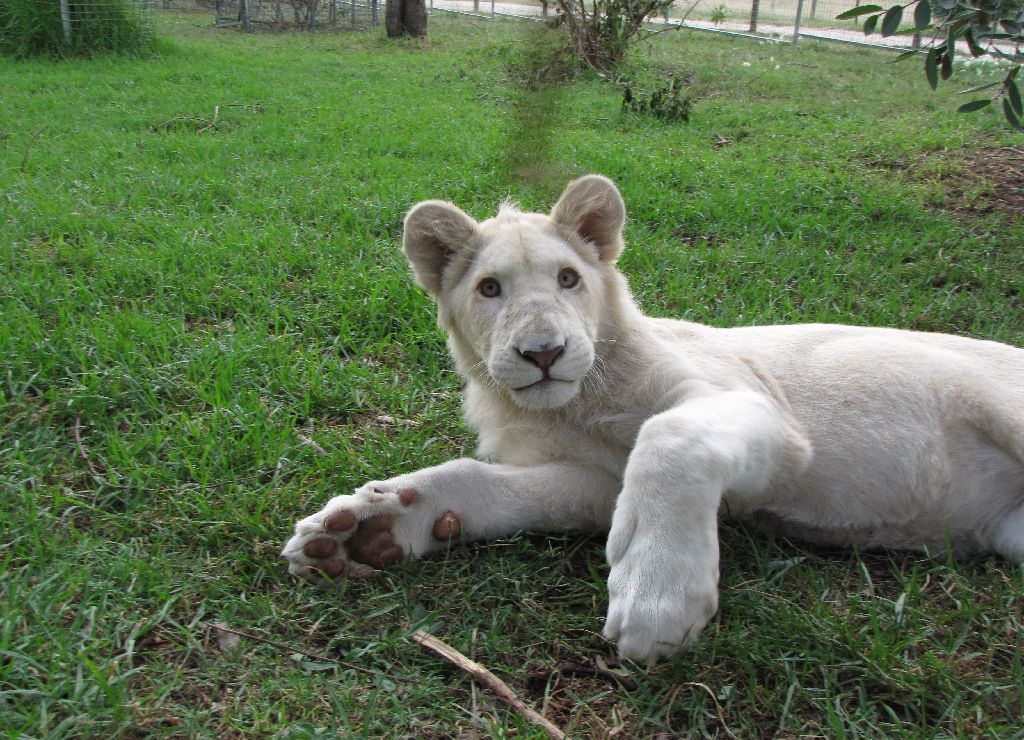 White Lions - April 2010
