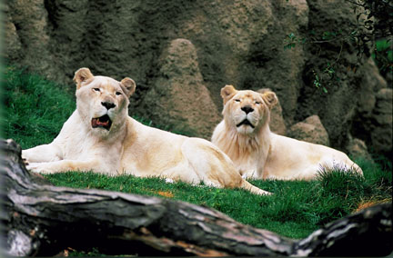 white lions at Philadelphia Zoo