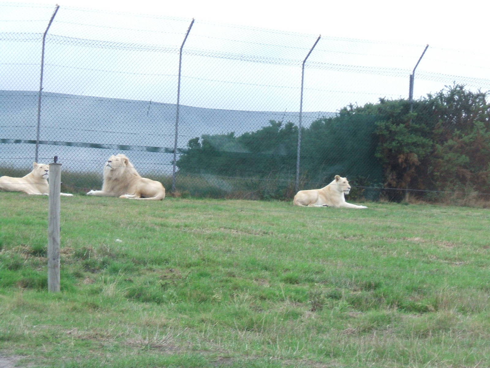 White Lions at West Midlands Safari Park