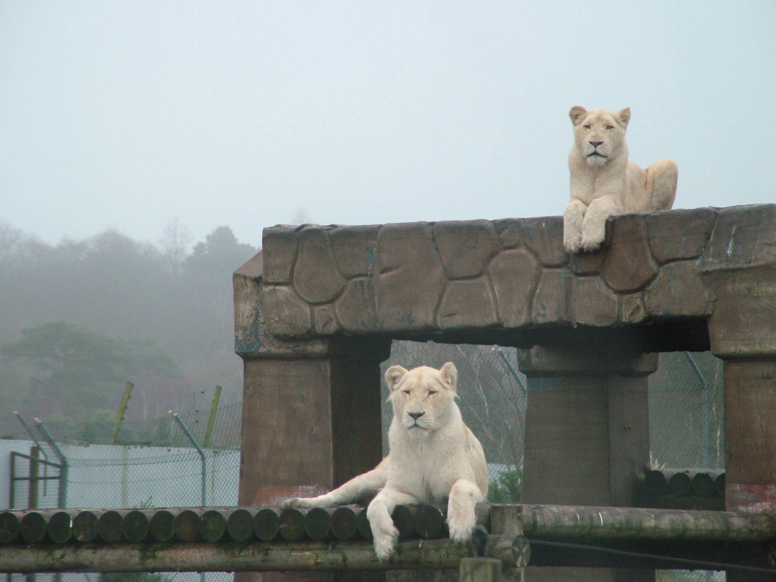 White Lions at West Mids Nov 08
