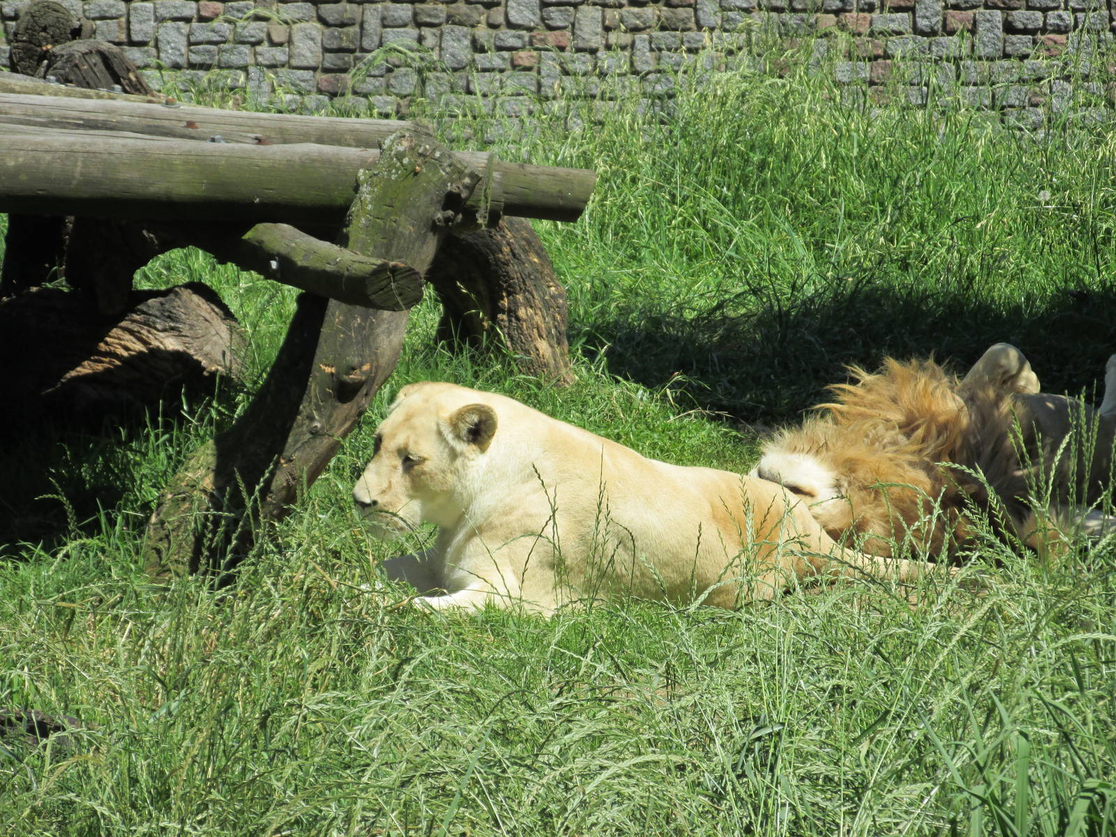 white lions BA zoo