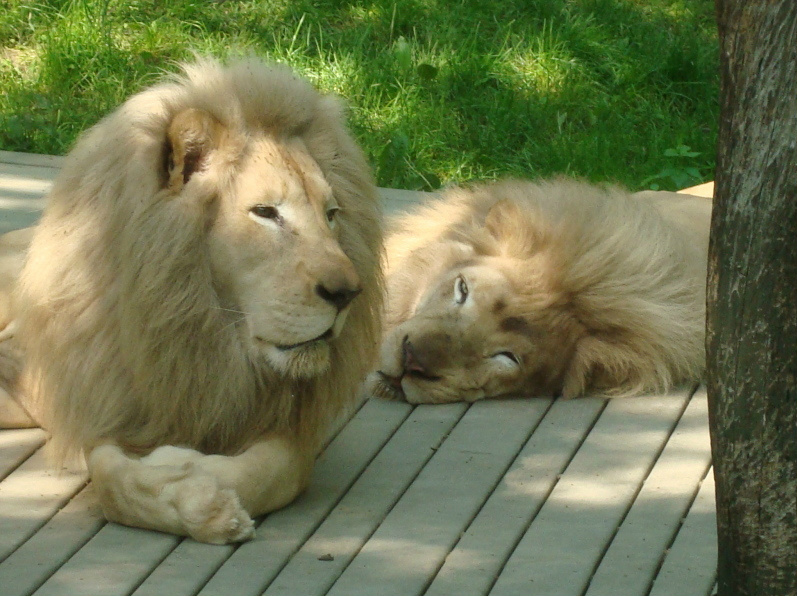 White Lions @ Cincinnati Zoo