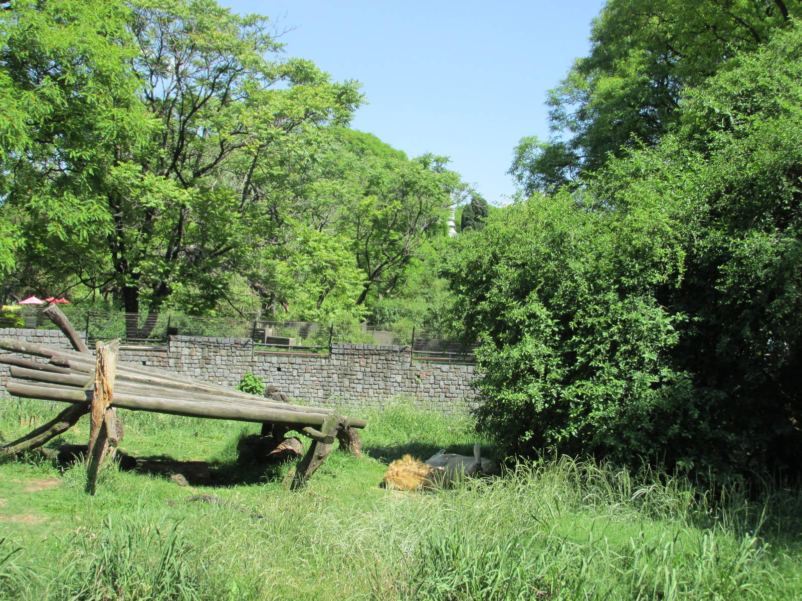white lions exhibit BA zoo