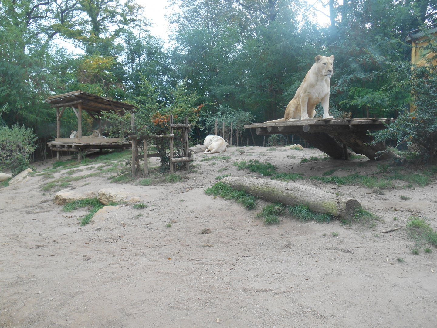 White Lions Exhibit