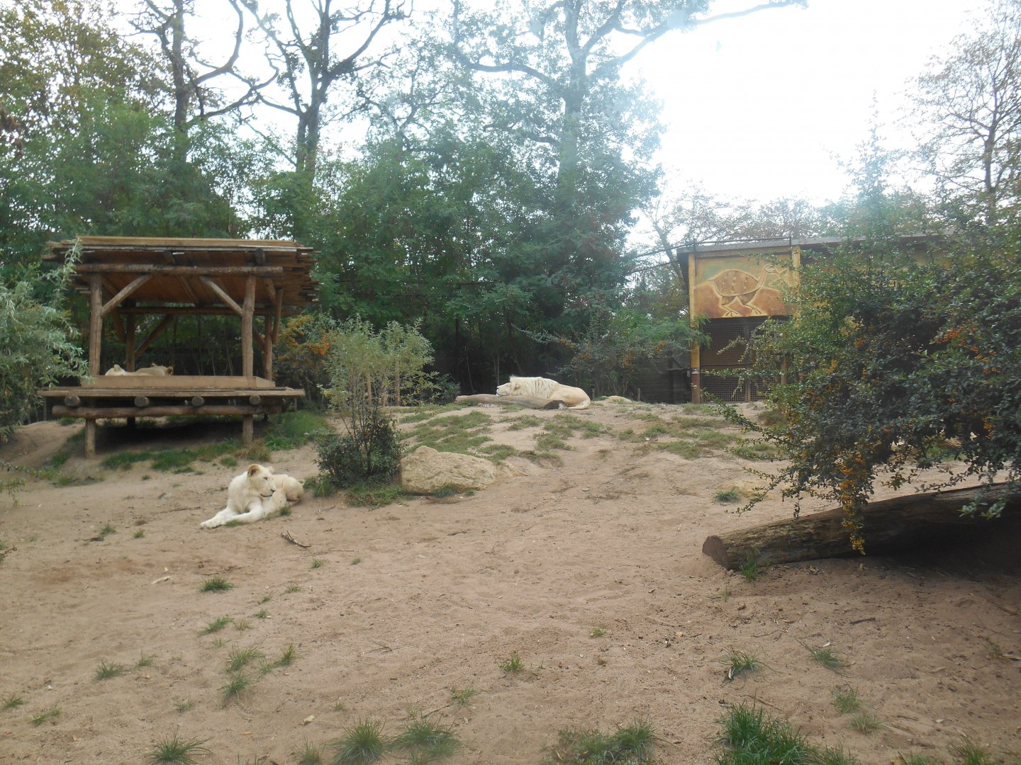 White Lions Exhibit