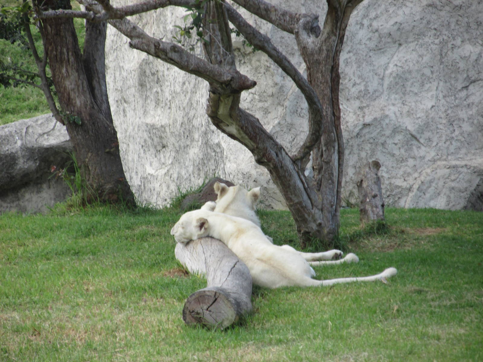 white lions guadalajara zoo