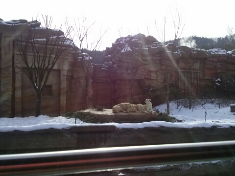 White Lions in the Lost Valley attration