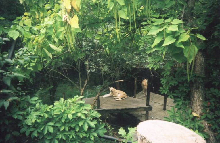 White Lions of Timbavati-Prosperity + Gracious