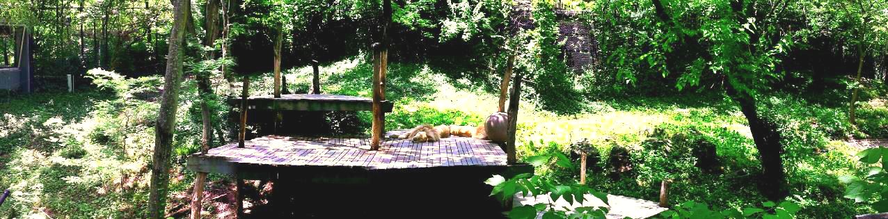 White Lions of Timbavati