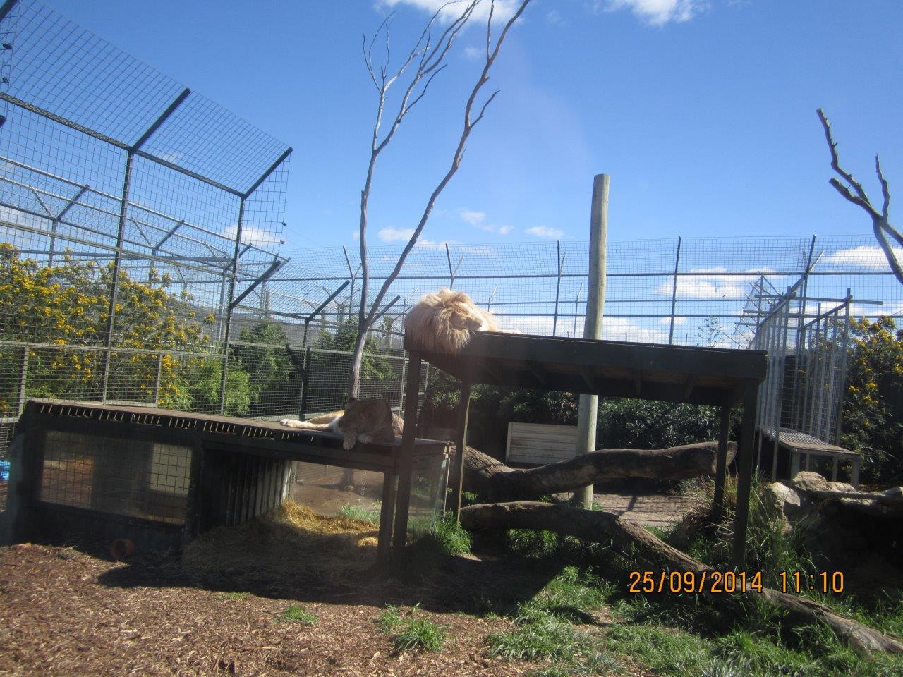 White Lions on the Climbing Structures
