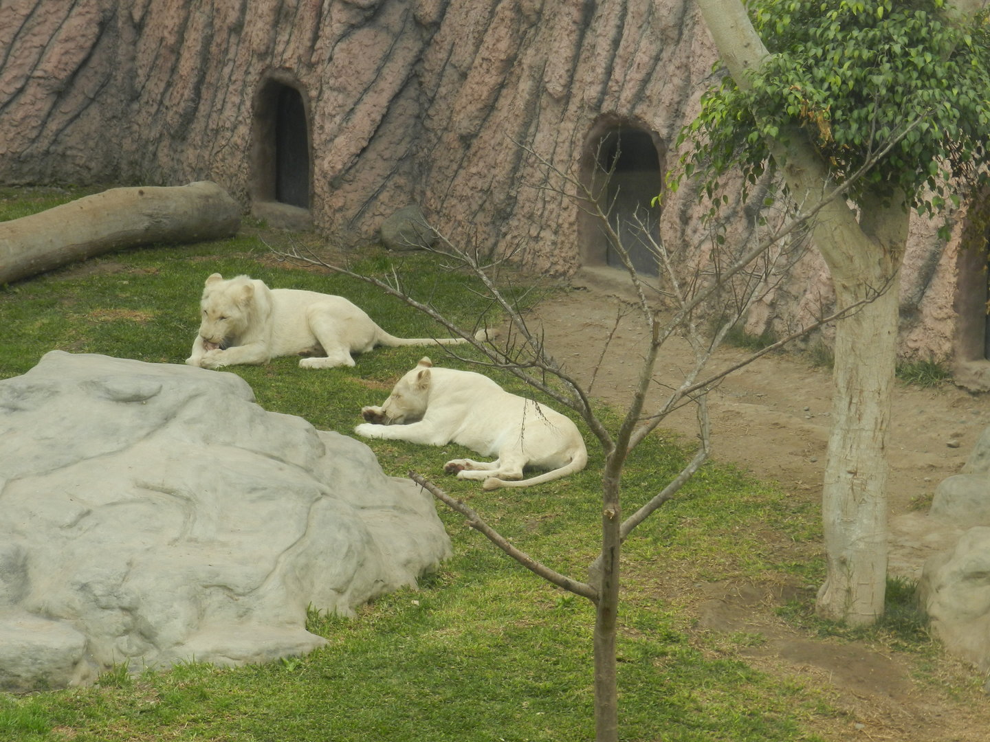 White lions - Parque de Las Leyendas