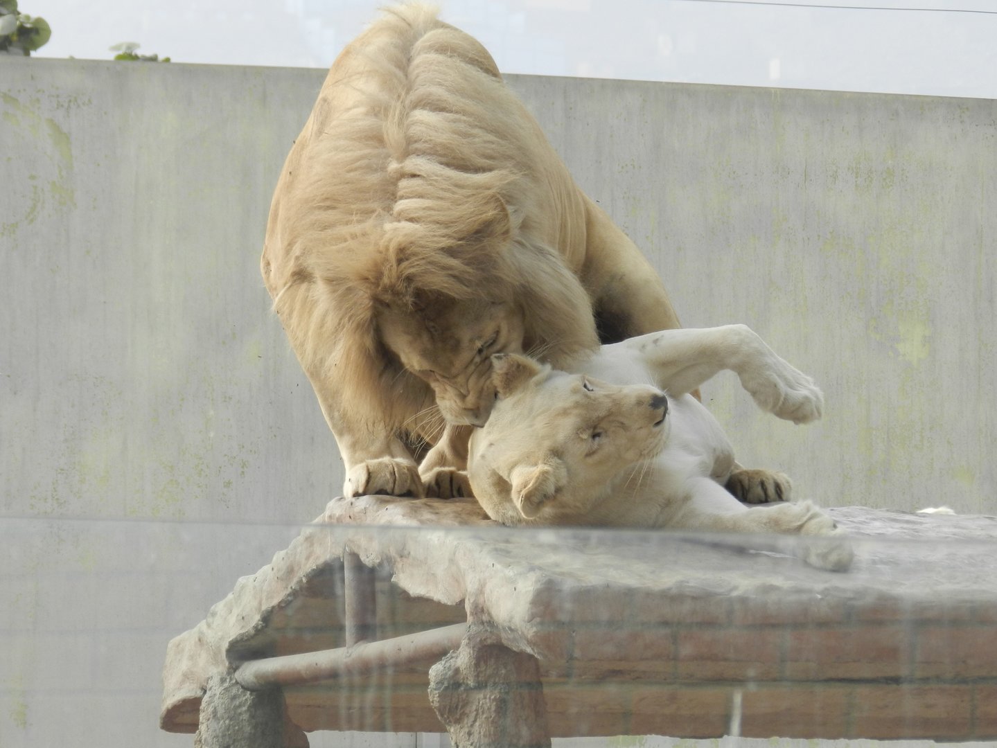 White lions - Parque Zoológico Huachipa