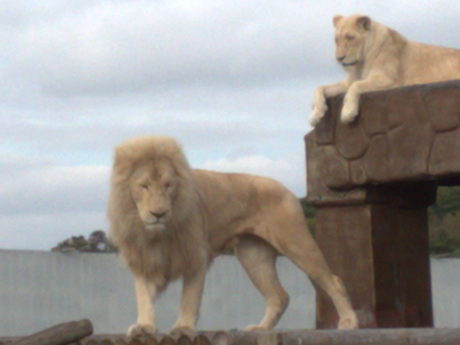 White lions - West Midlands safari park 07