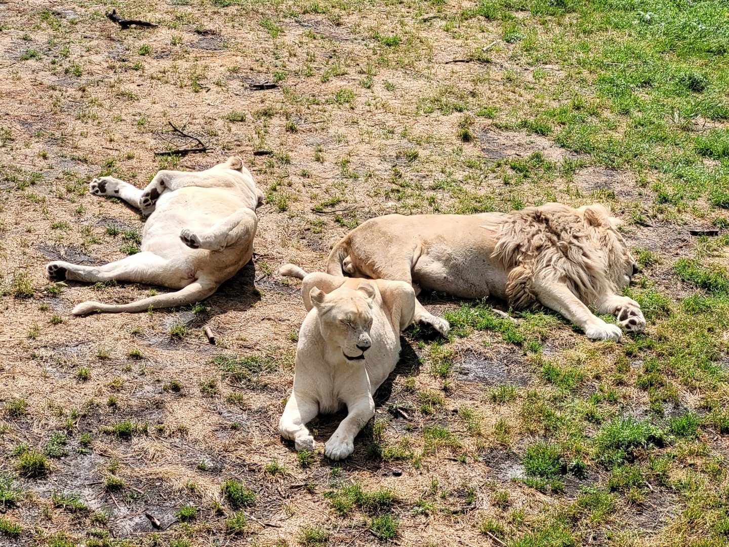 White lions -Zoo du bassin d'Arcachon (2024)