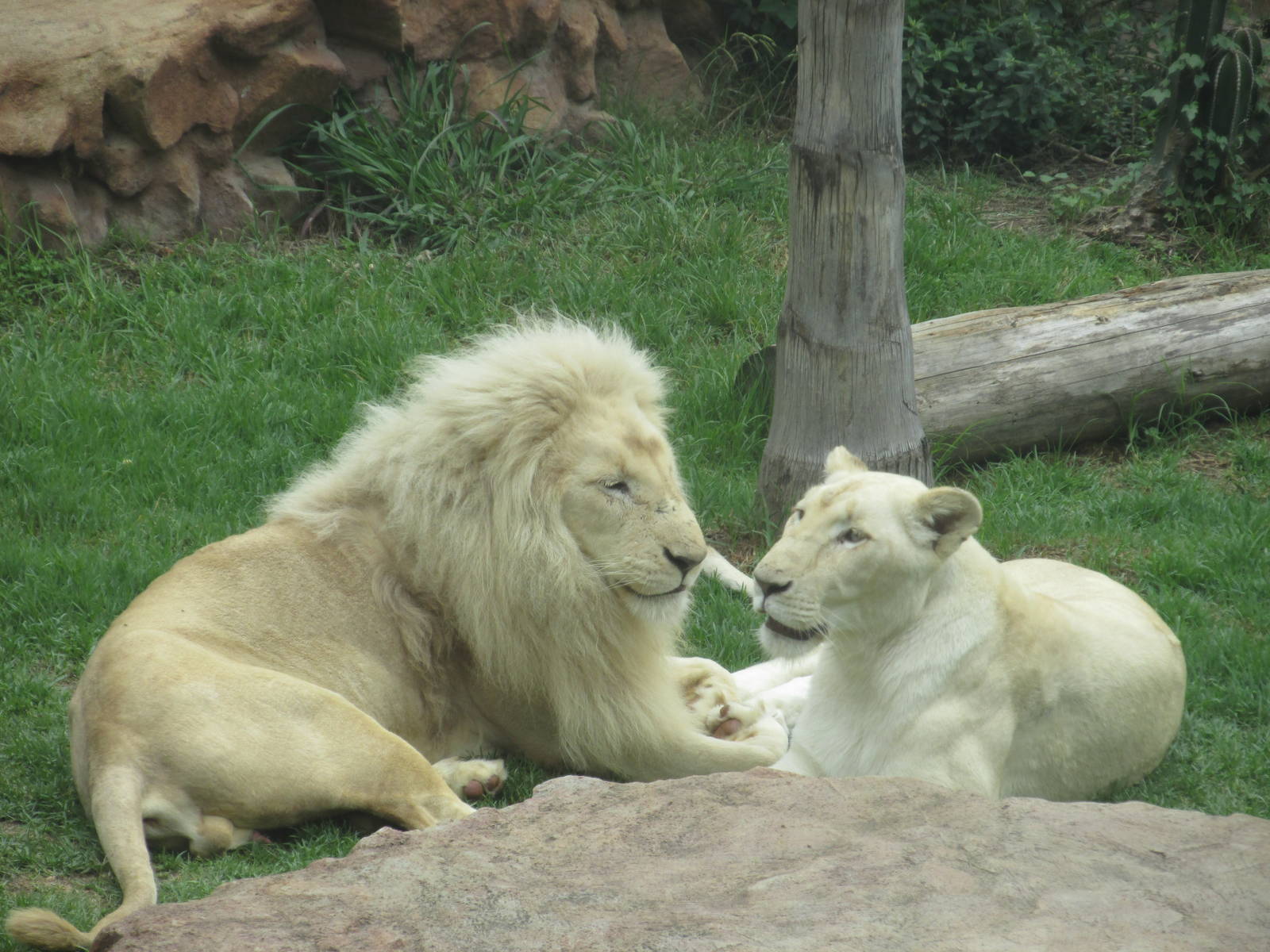 white lions zoologico del altiplano
