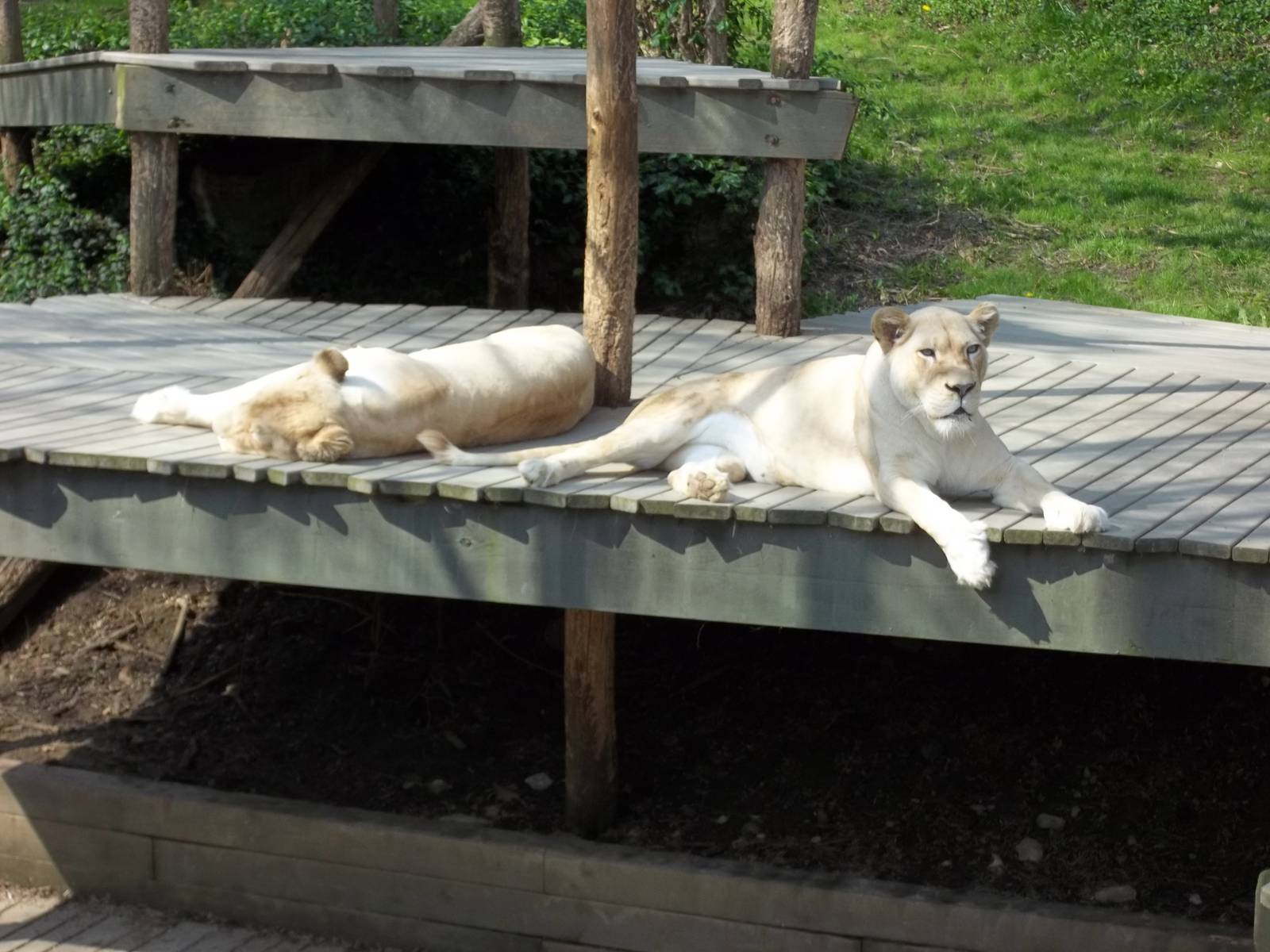 White Lions
