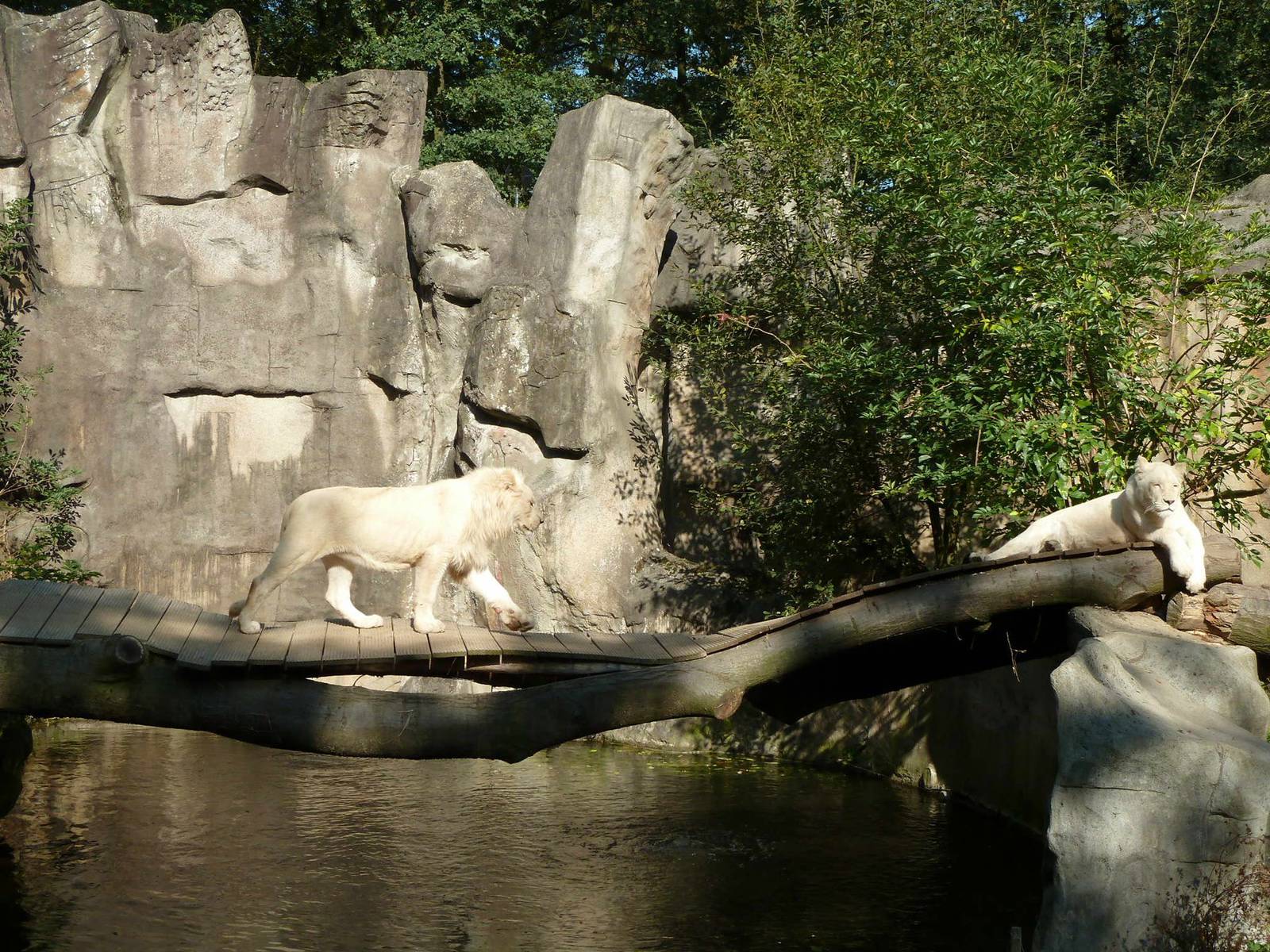 White lions