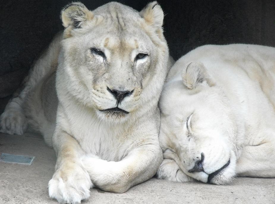 White Lions