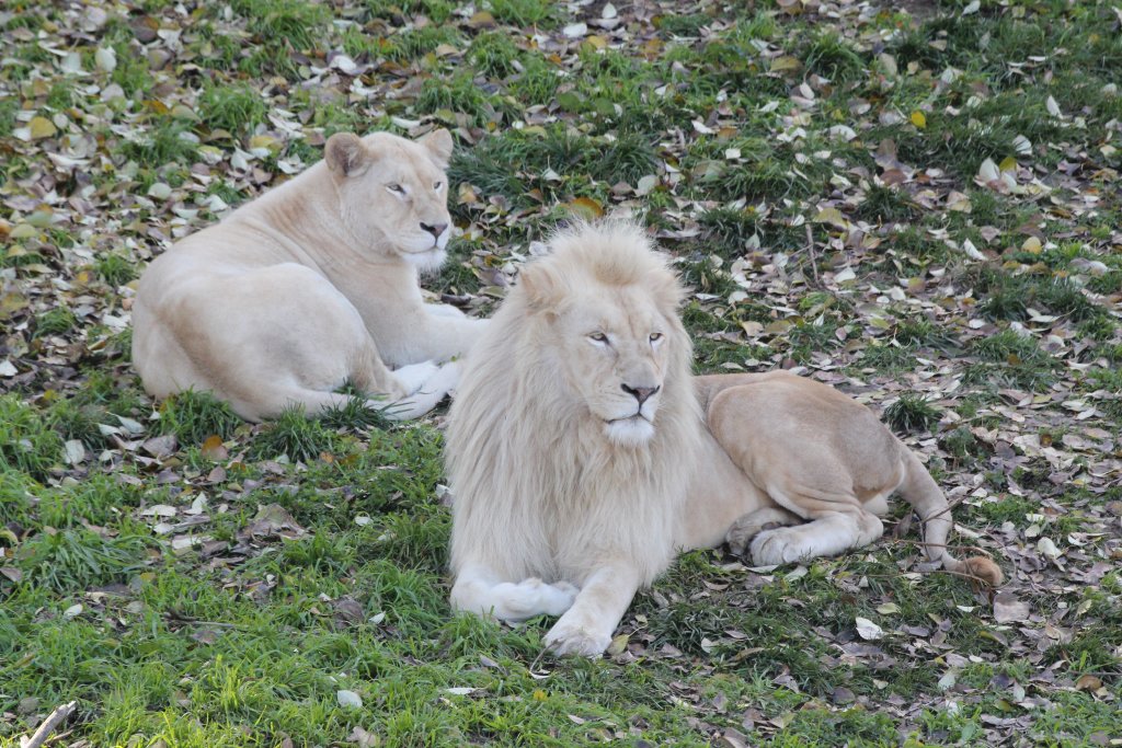 White Lions