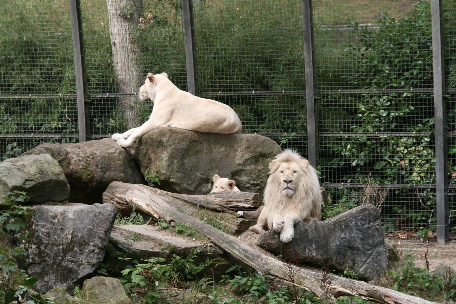 white lions