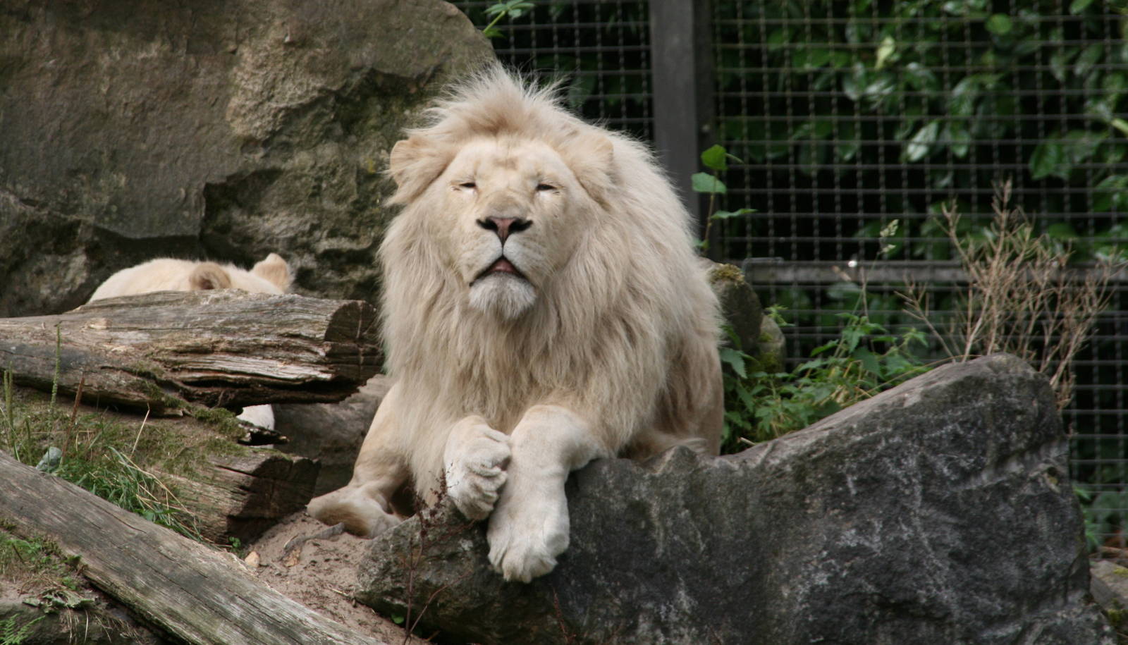 white lions