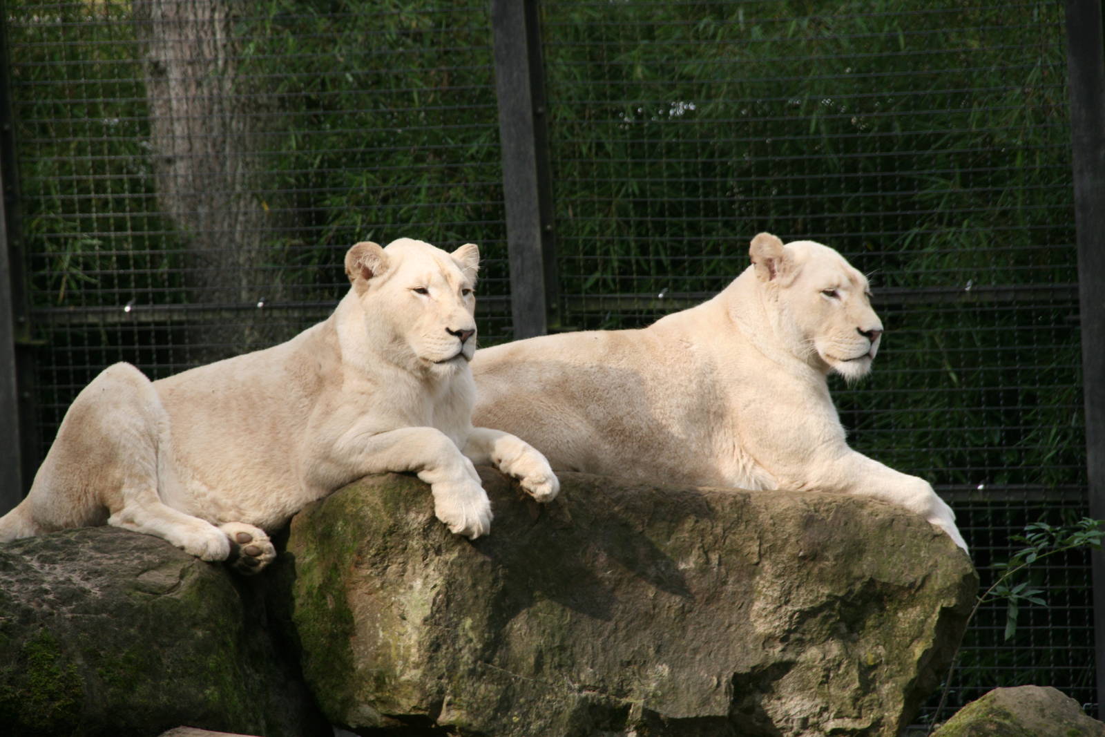 White lions