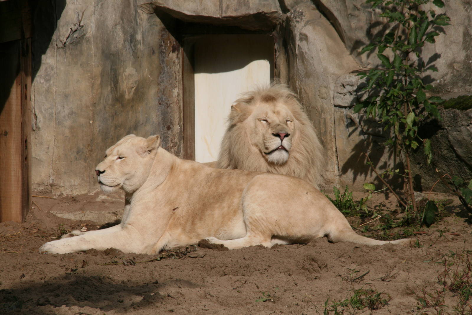 white lions