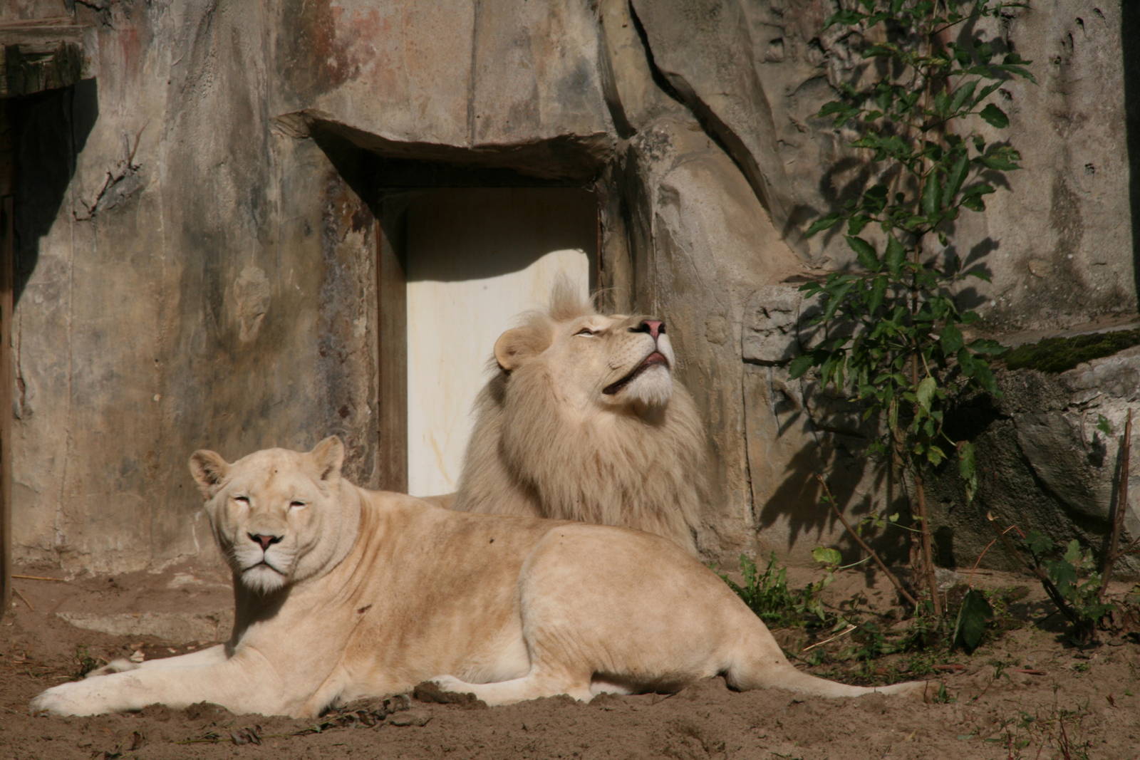 white lions