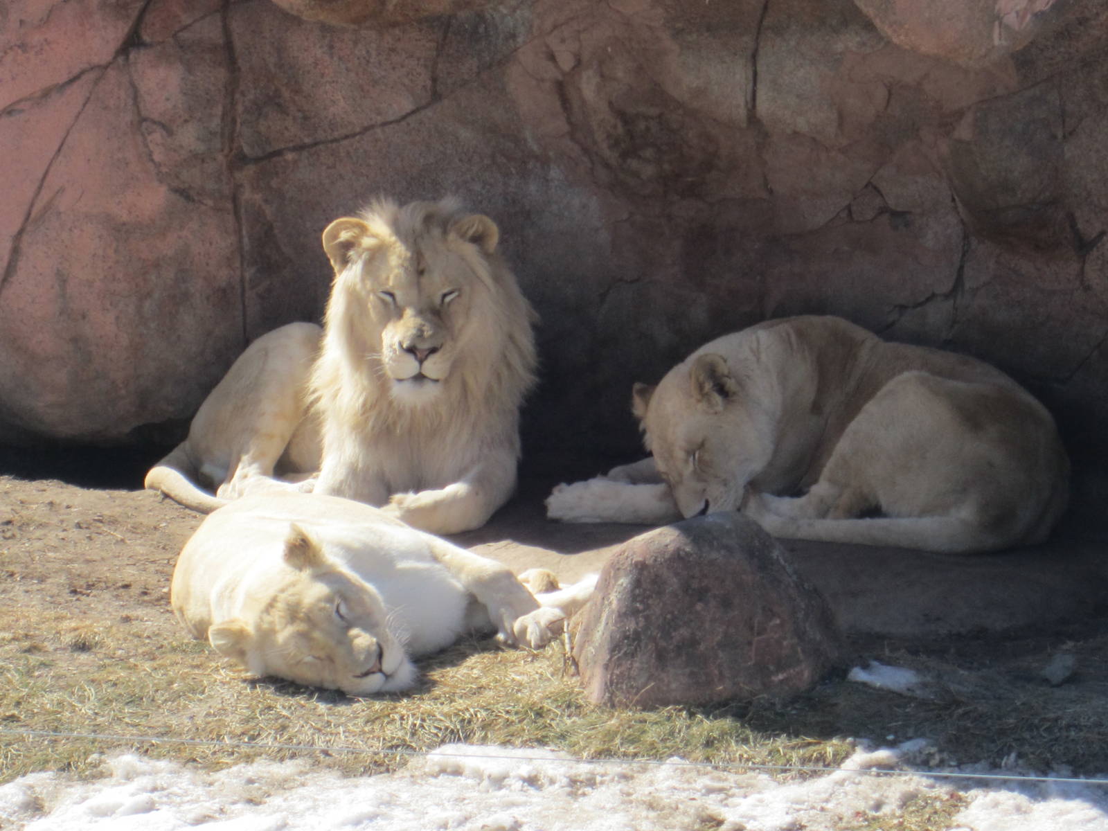 White Lions