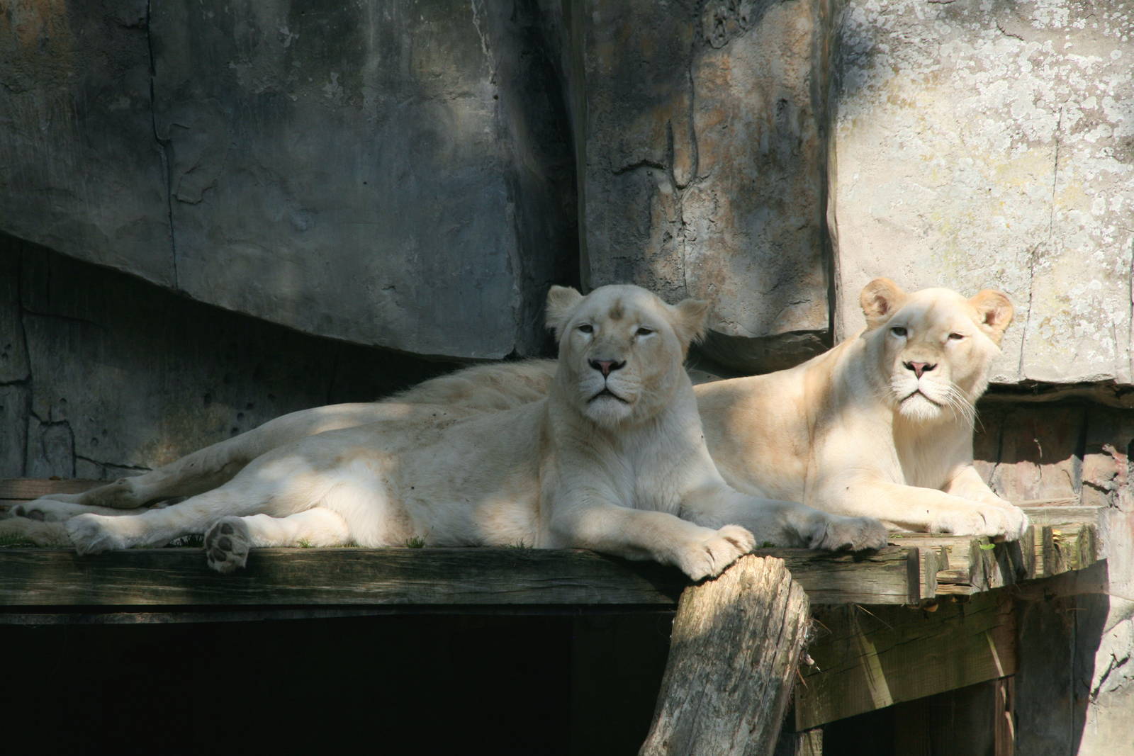 white lions
