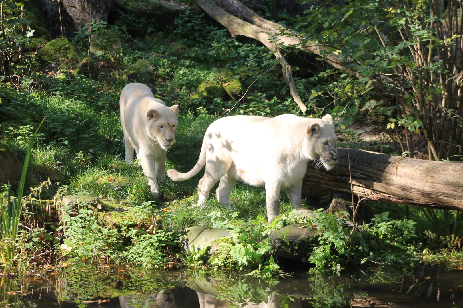 White lions