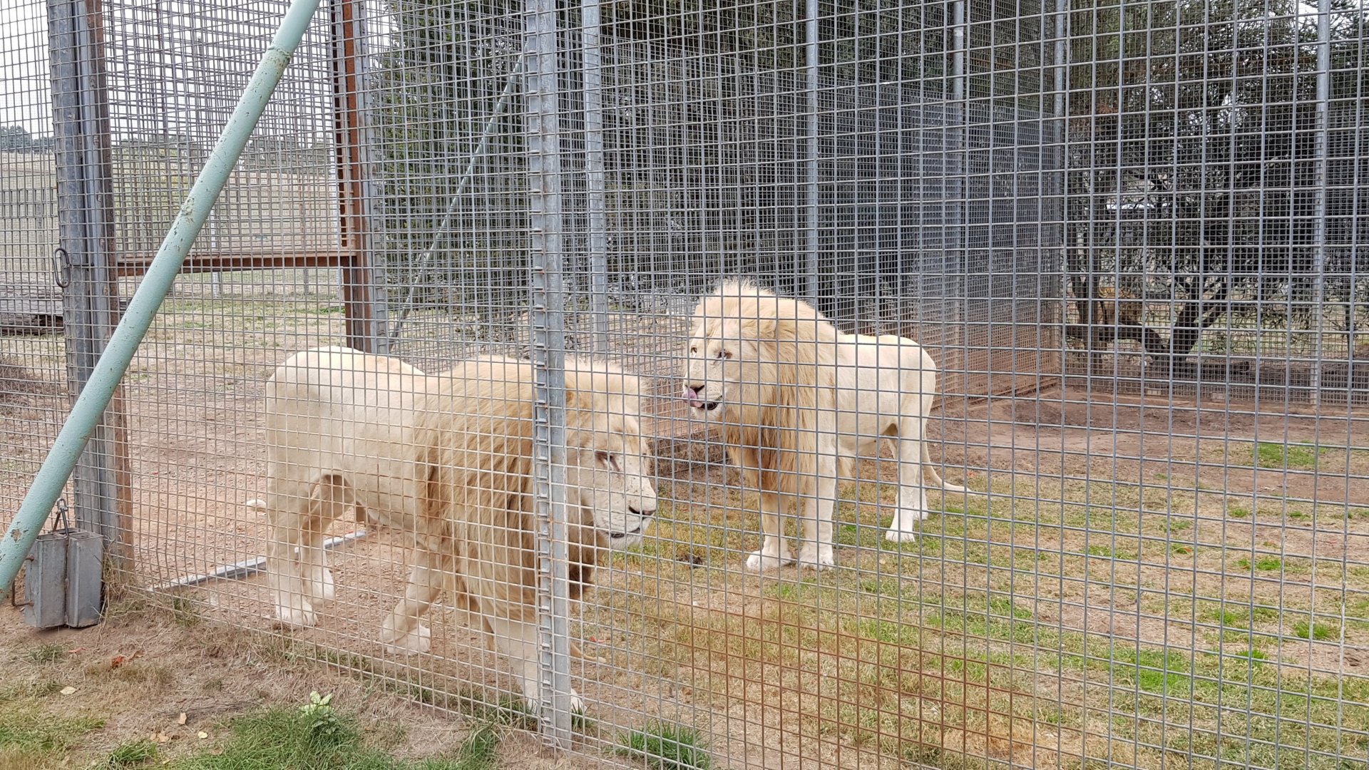 White Lions