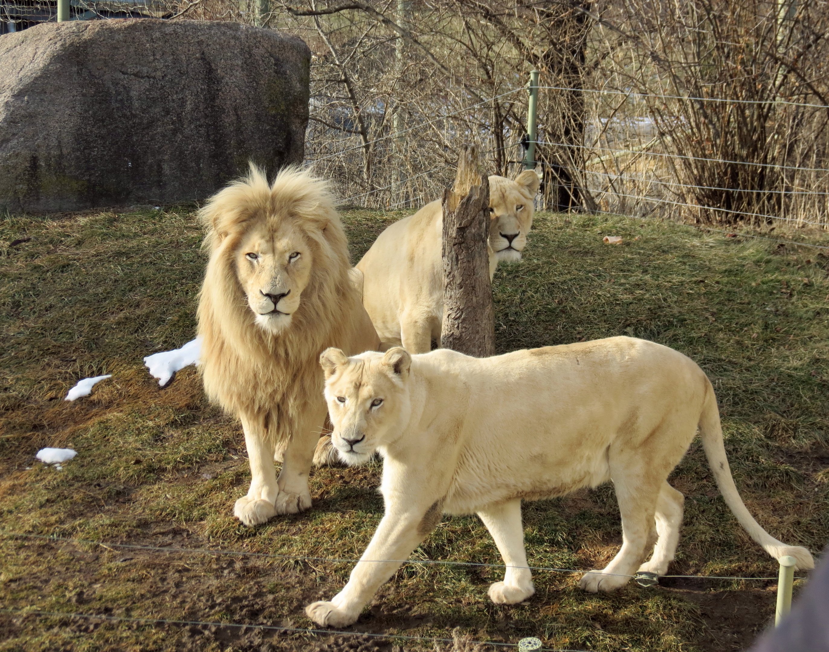 White Lions