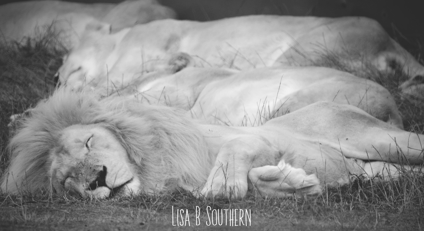 white lions