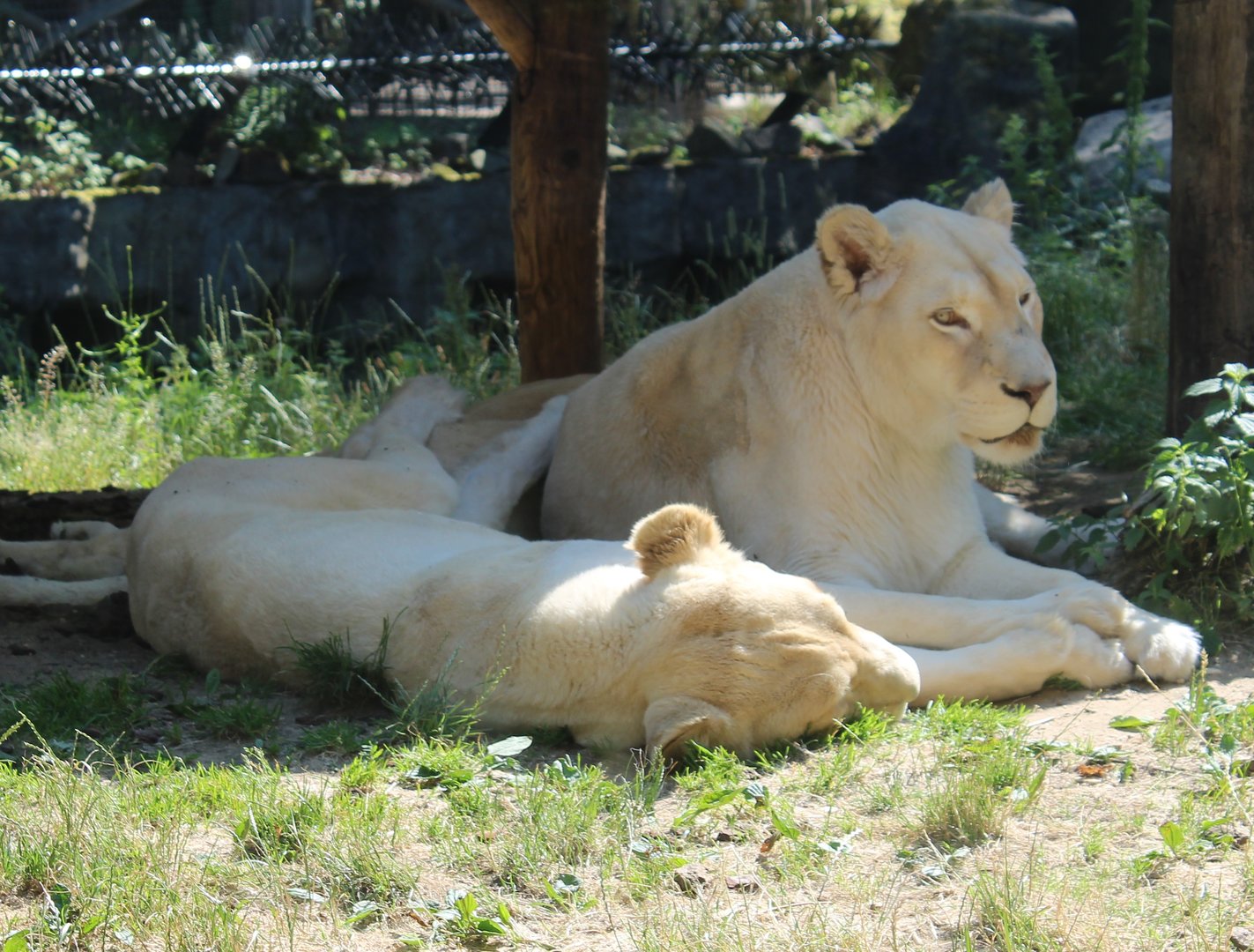 White lions
