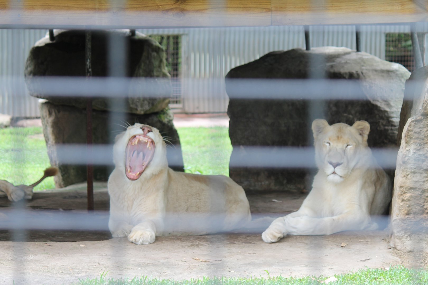 White Lions