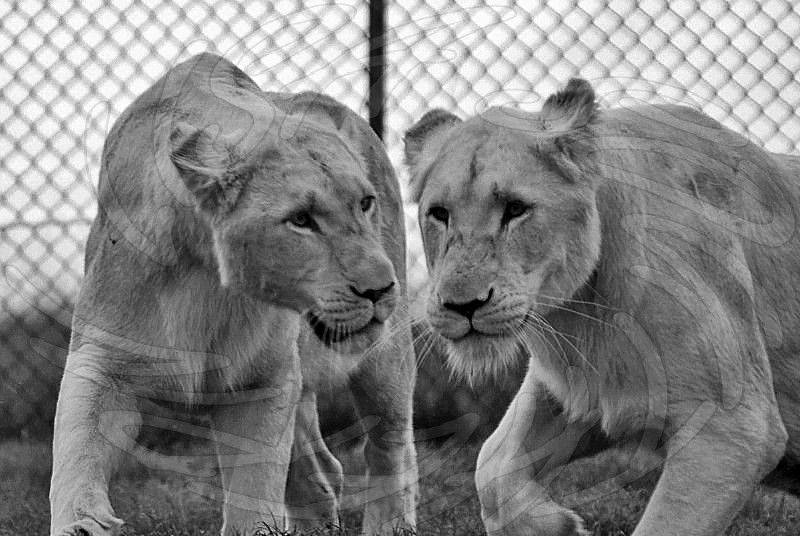 White Lions