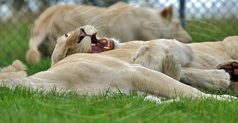 White Lions