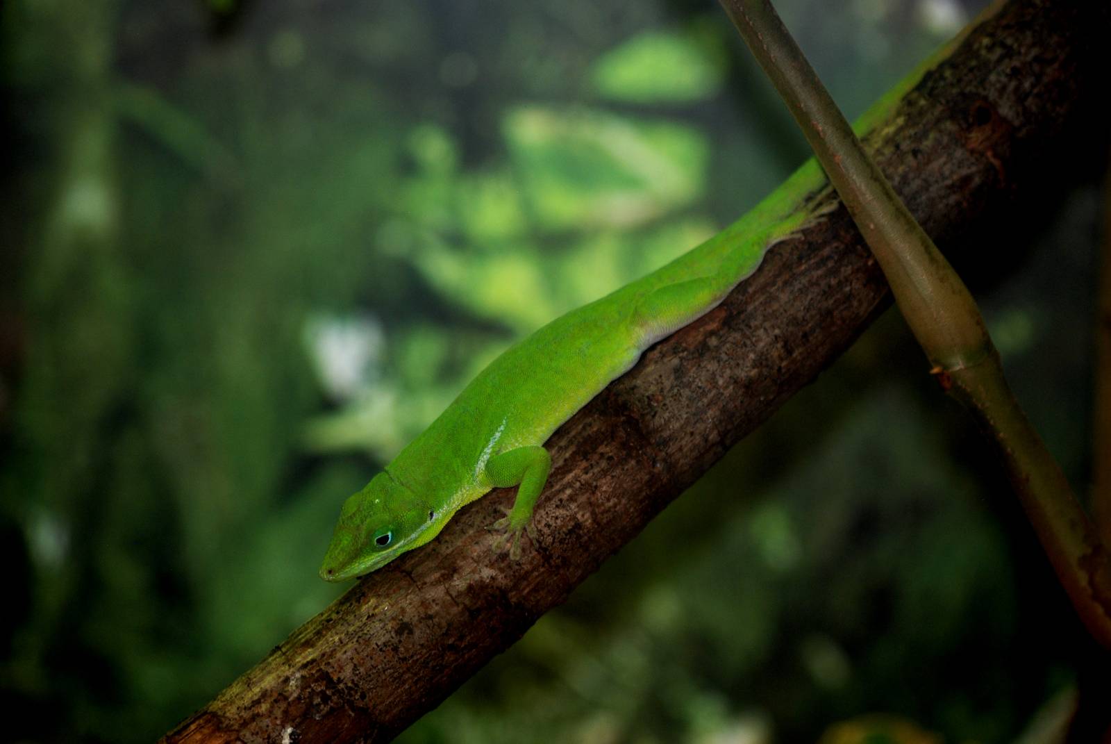 White-lipped Anole at Miami, 12/10/13