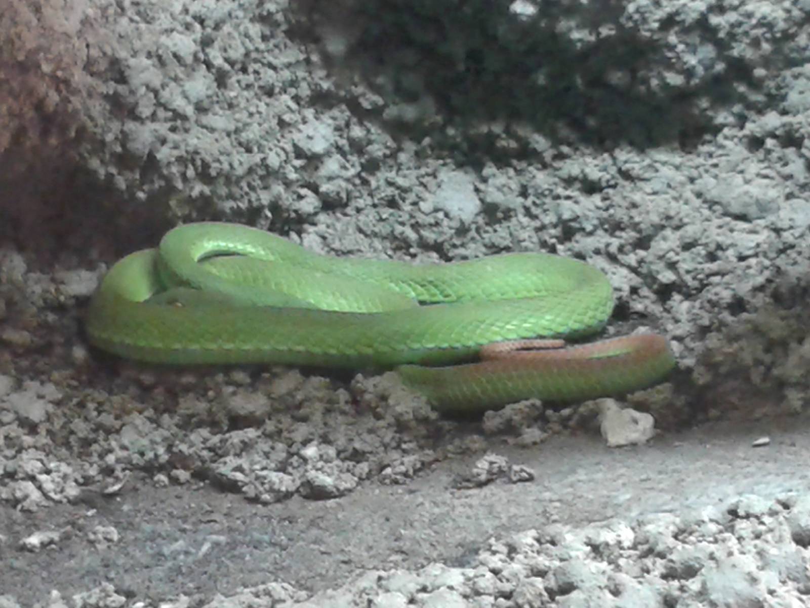 white-lipped bamboo viper
