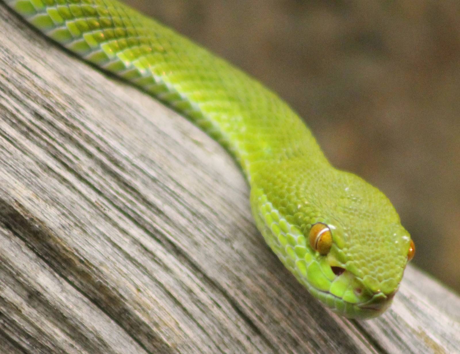 White-lipped bamboo viper