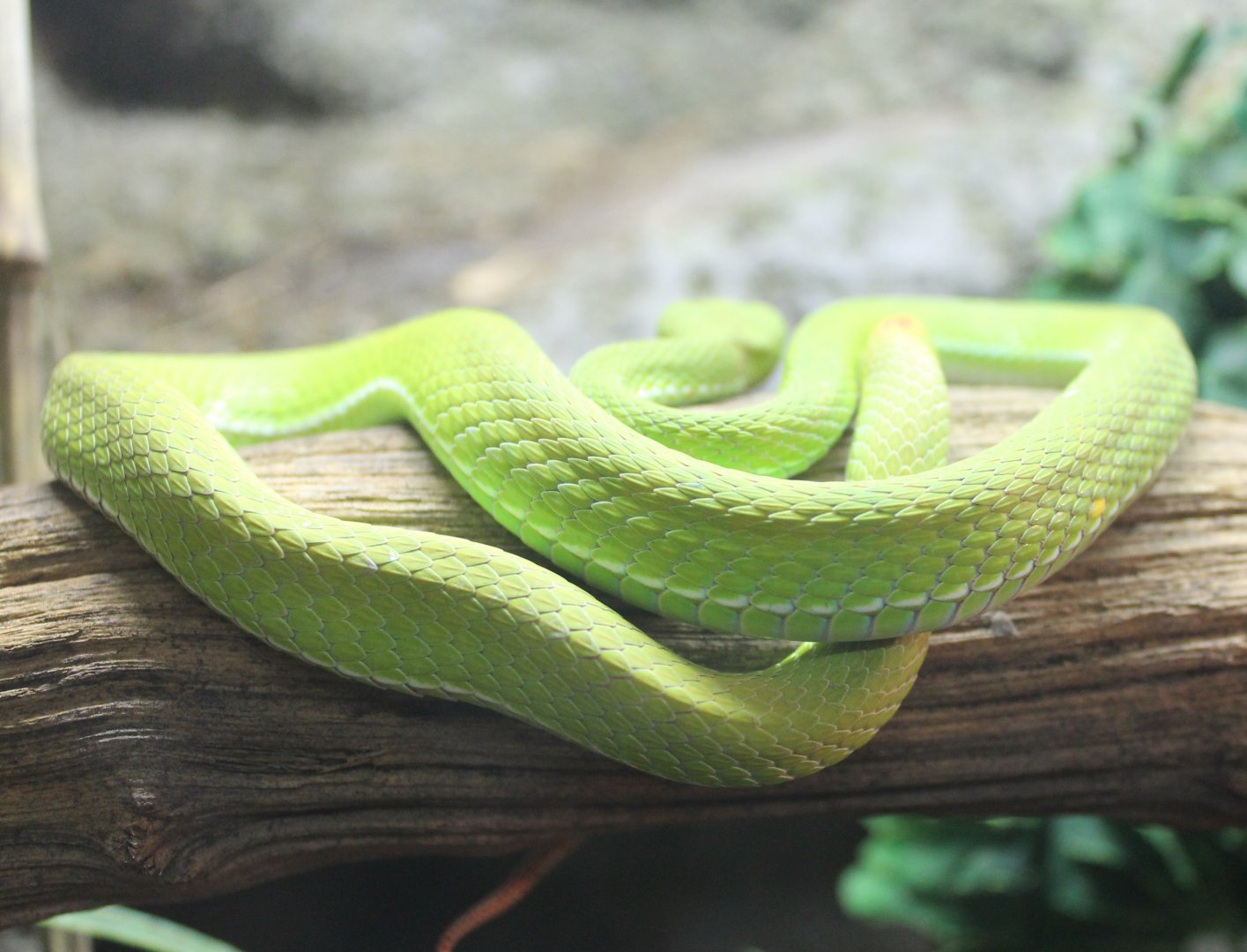 White-lipped bamboo-viper