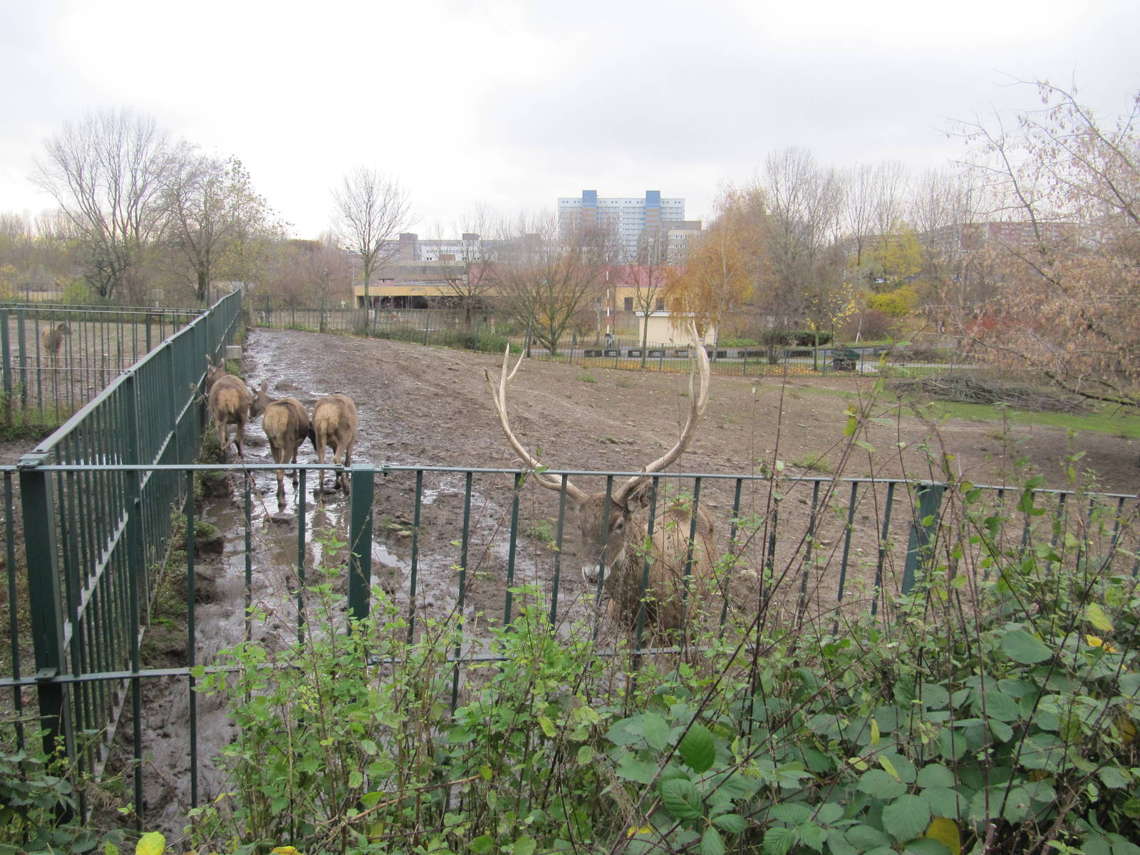 White lipped deer 2010