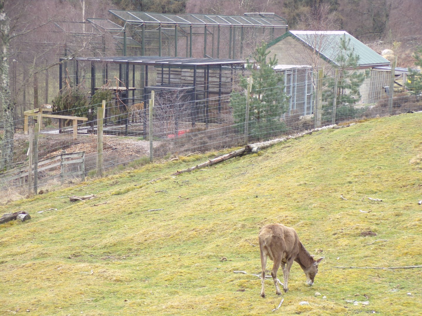 White-lipped deer and Amur tiger in the same picture 5.4.24