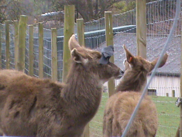 white-lipped deer (and jackdaw) 04/10